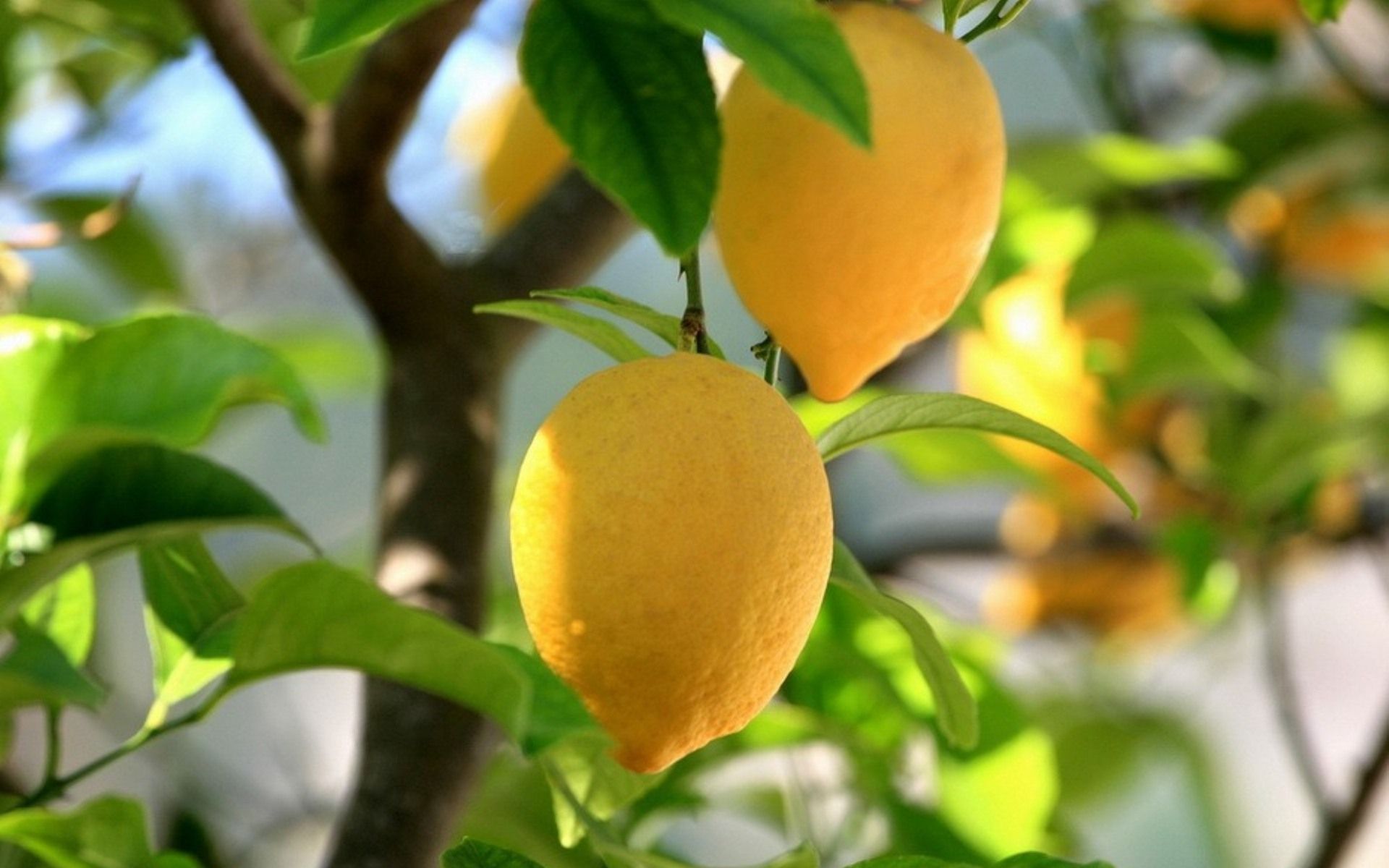 The Benefits and Features of Organic Lemon Juice